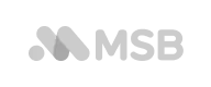 mibet